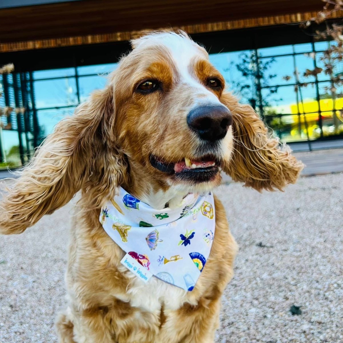 Briggs is wearing the vibrant Mardi Gras reversible dog bandana adorned with streetcars, Mardi Gras floats, snowballs, parade floats and more.