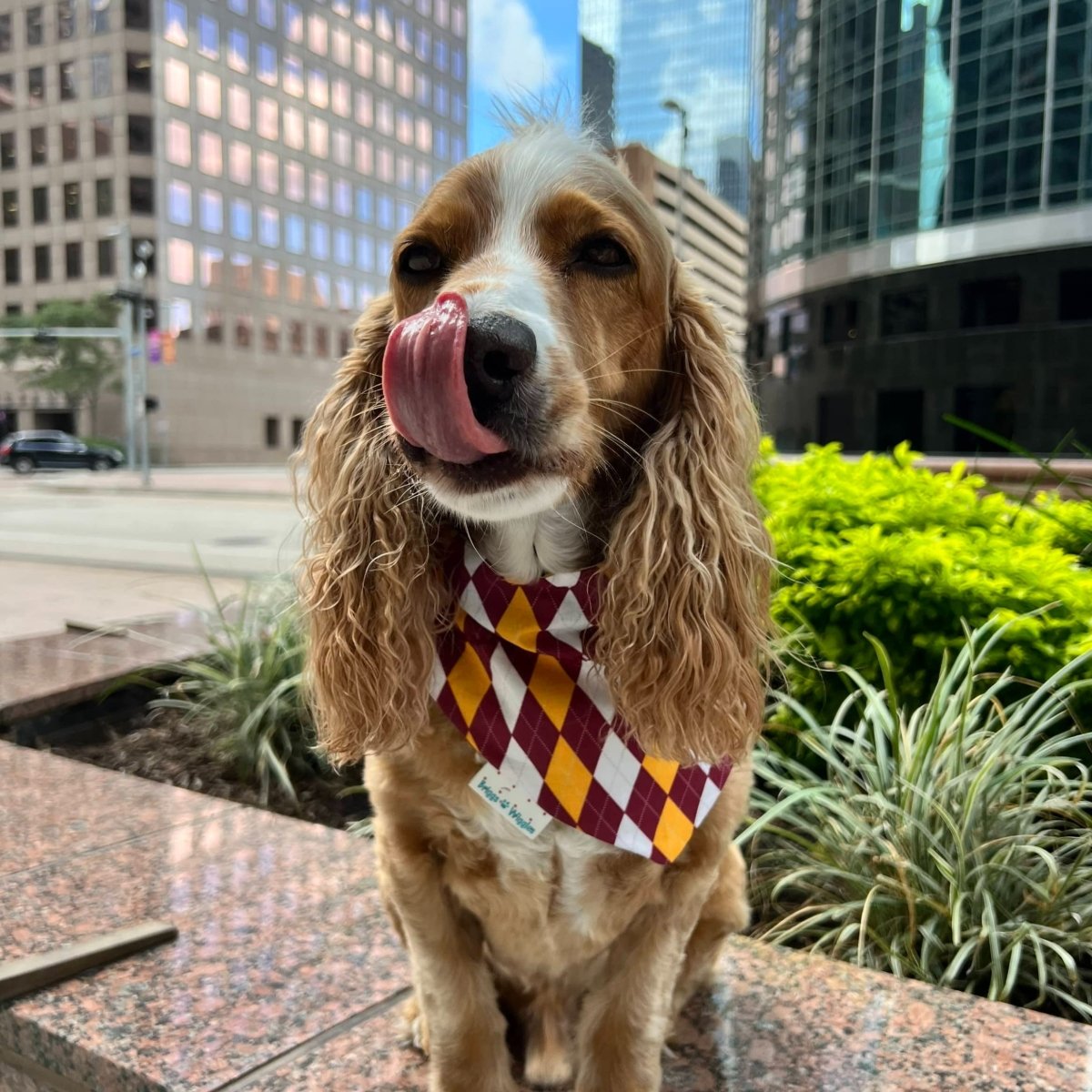 Maroon and Gold Argyle Dog Bandana - Briggs 'n' Wiggles