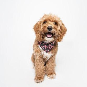 Marsha, Breast Cancer Awareness Dog Bandana - Briggs 'n' Wiggles