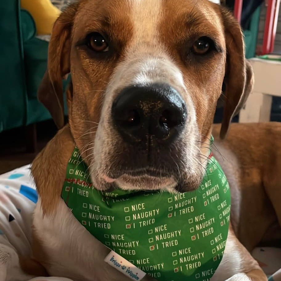 Nice, Naughty, or I TRIED Dog Bandana - Briggs 'n' Wiggles