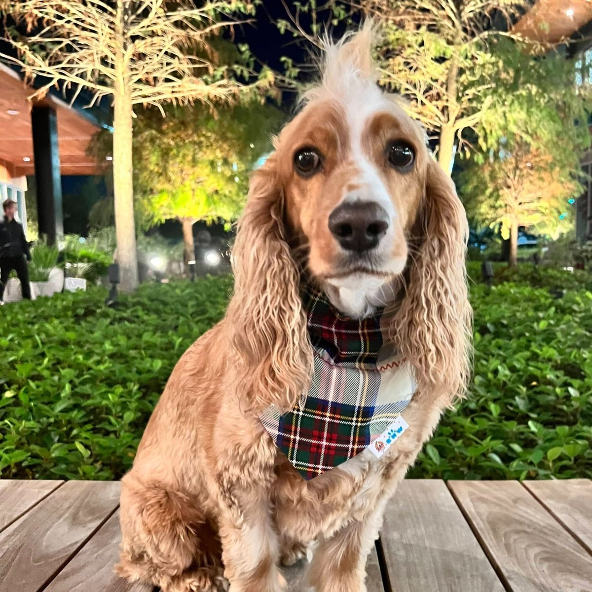 Nice, Naughty, or I TRIED Dog Bandana - Briggs 'n' Wiggles