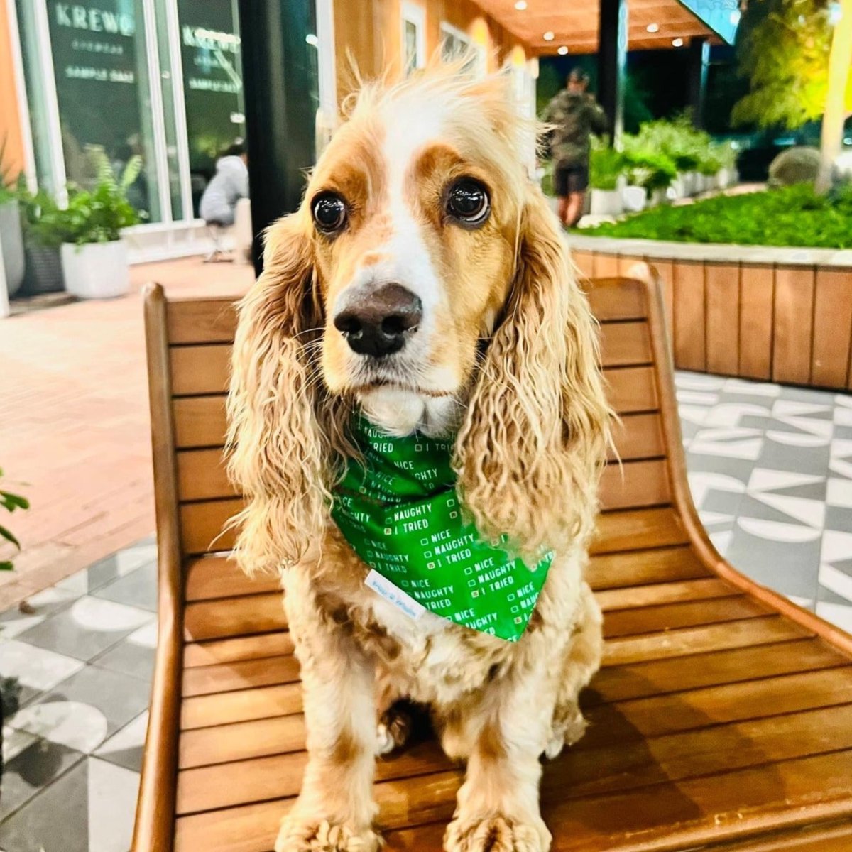 Nice, Naughty, or I TRIED Dog Bandana - Briggs 'n' Wiggles