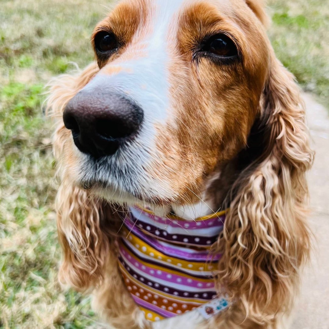 Nose All Day Dog Bandana - Briggs 'n' Wiggles