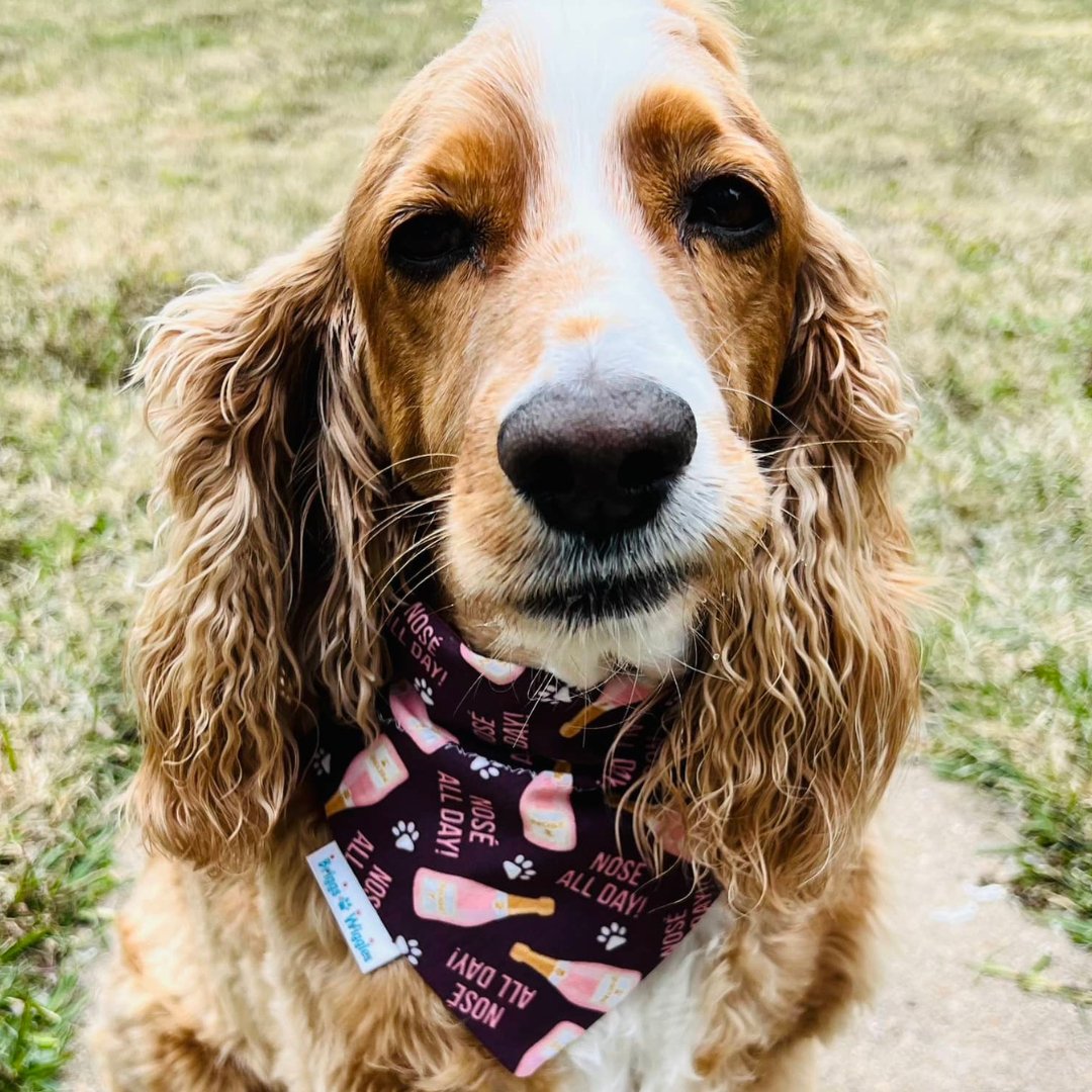Nose All Day Dog Bandana - Briggs 'n' Wiggles