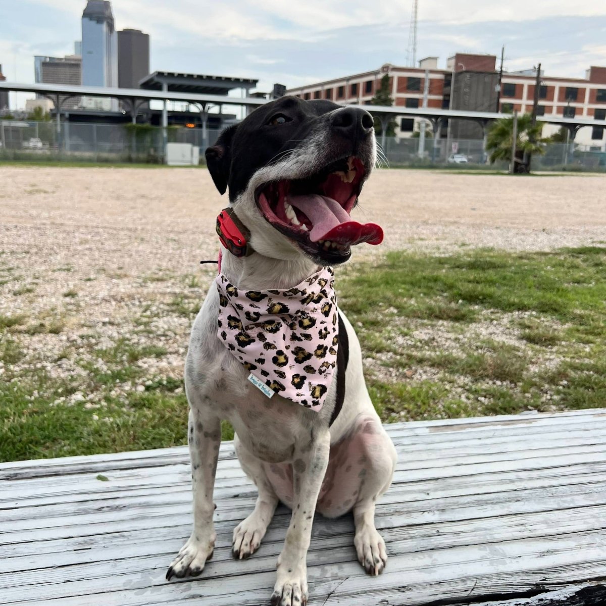 Pastel Pink Leopard Dog Bandana - Briggs 'n' Wiggles