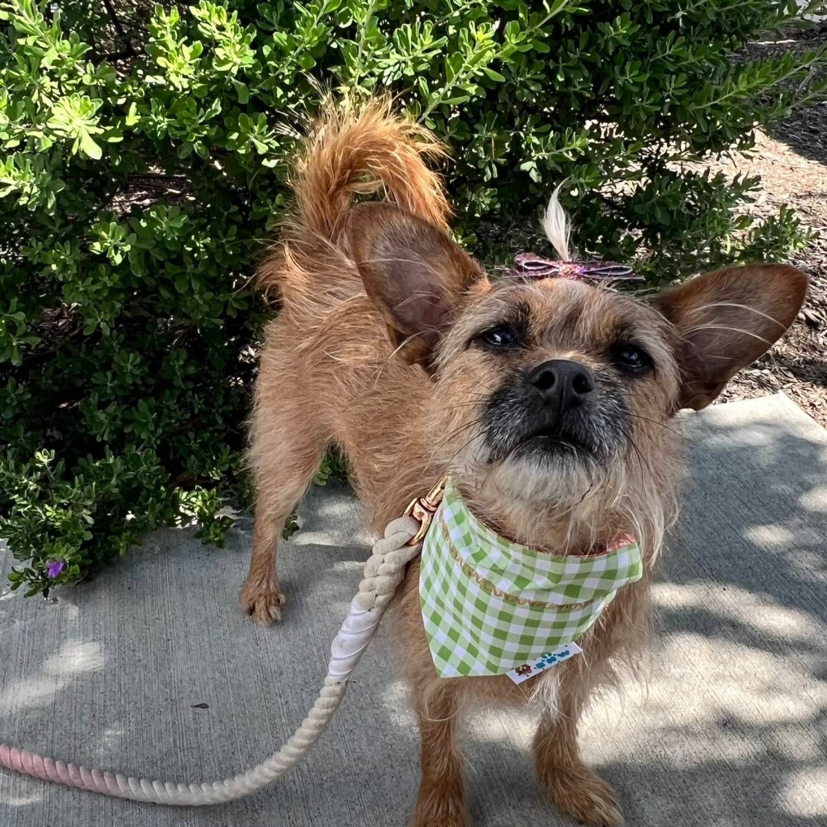 Peachy Pink Floral and Green Plaid Dog Bandana - Briggs 'n' Wiggles