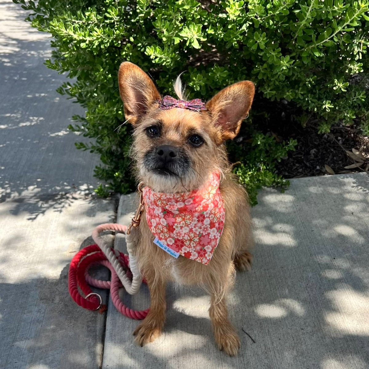 Peachy Pink Floral and Green Plaid Dog Bandana - Briggs 'n' Wiggles