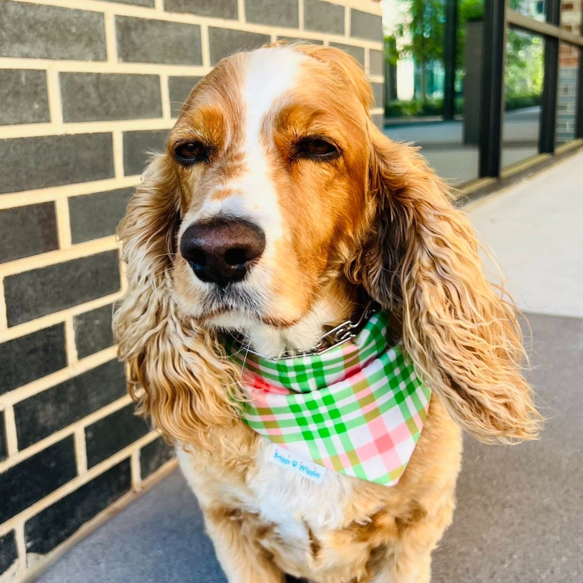 Pink and Green Plaid Dog Bandana - Briggs 'n' Wiggles