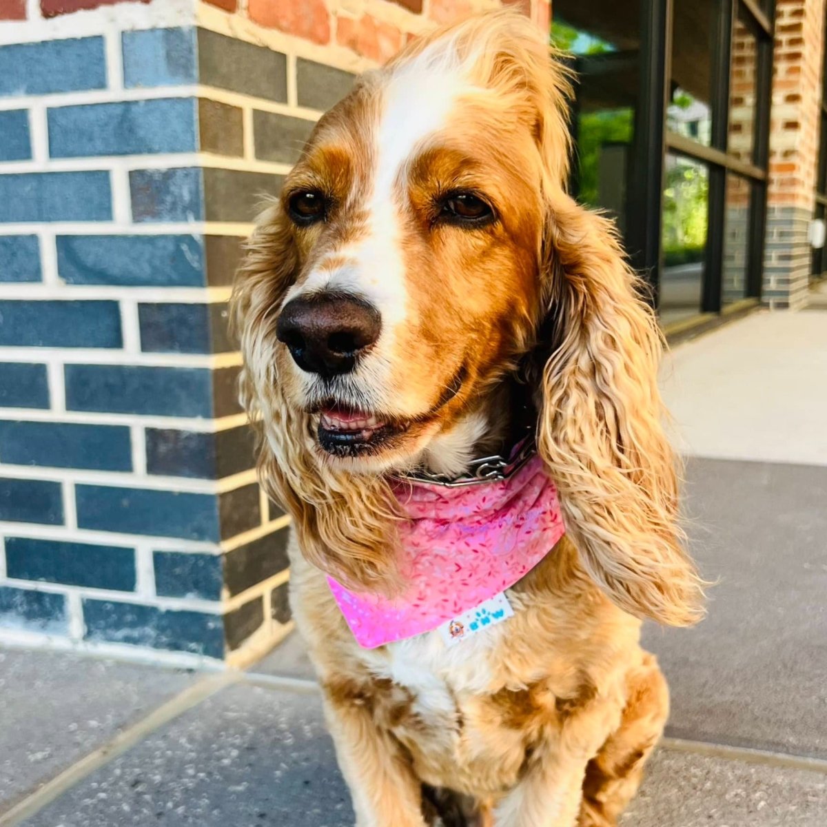 Pink and Green Plaid Dog Bandana - Briggs 'n' Wiggles
