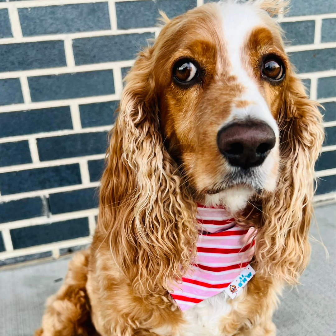 Pink Lady Bug Girly Valentines Dog Bandana - Briggs 'n' Wiggles