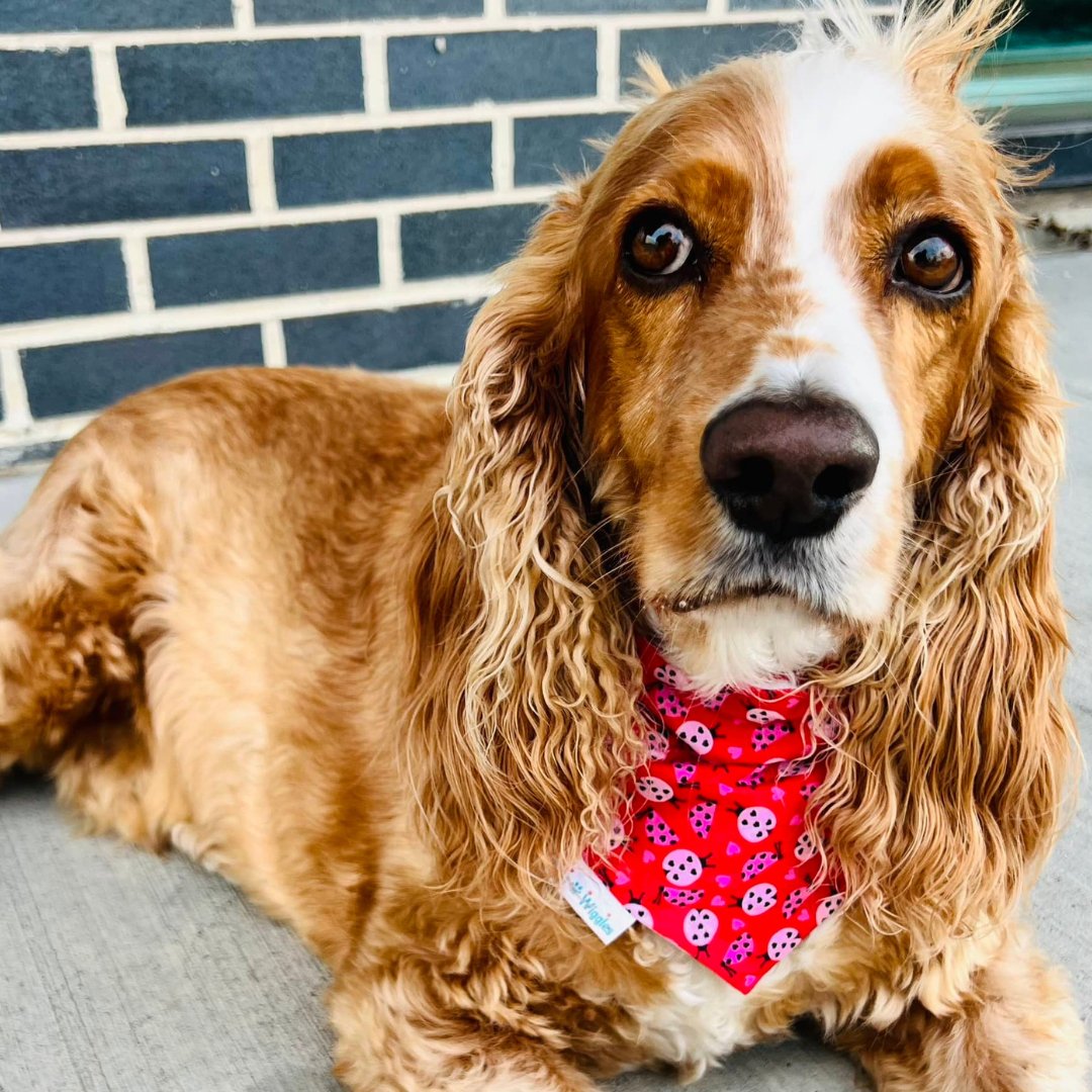 Pink Lady Bug Girly Valentines Dog Bandana - Briggs 'n' Wiggles