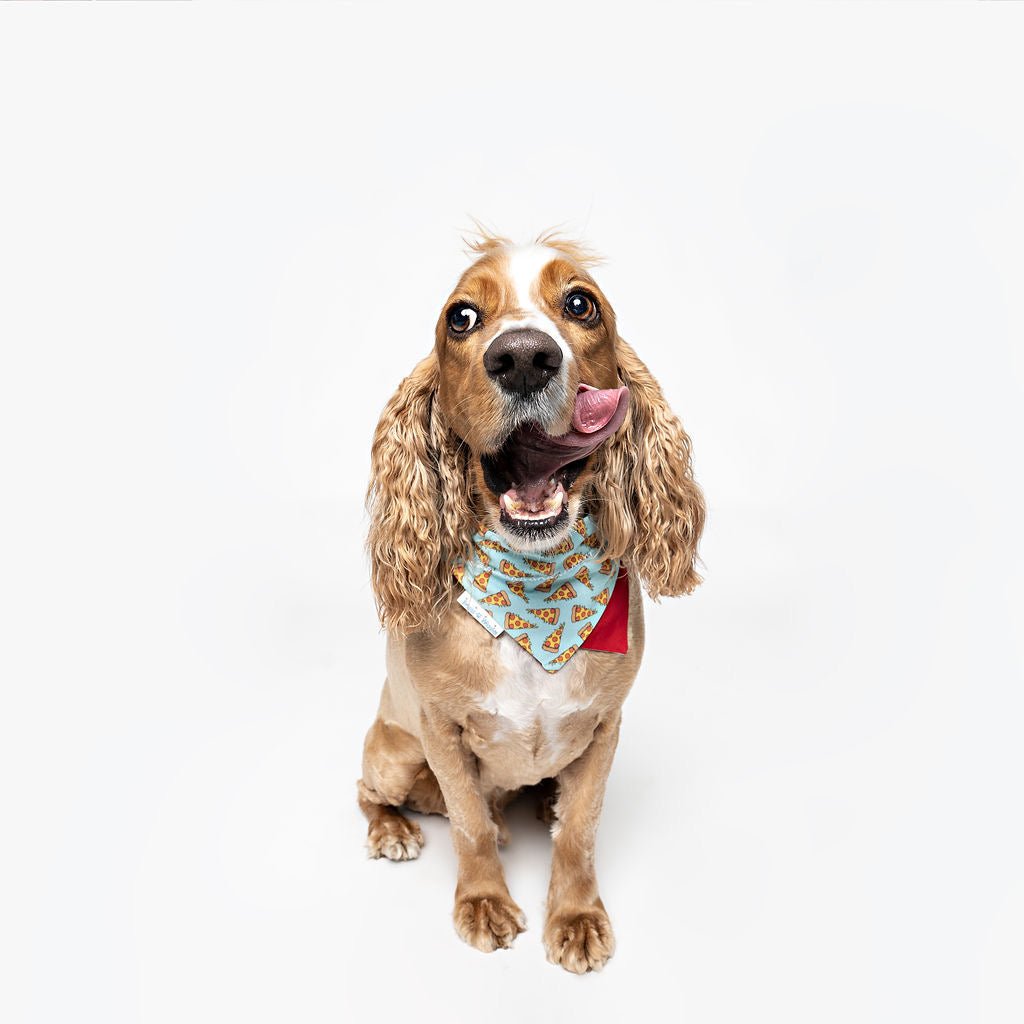 Pizza and Plaid Dog Bandana - Briggs 'n' Wiggles