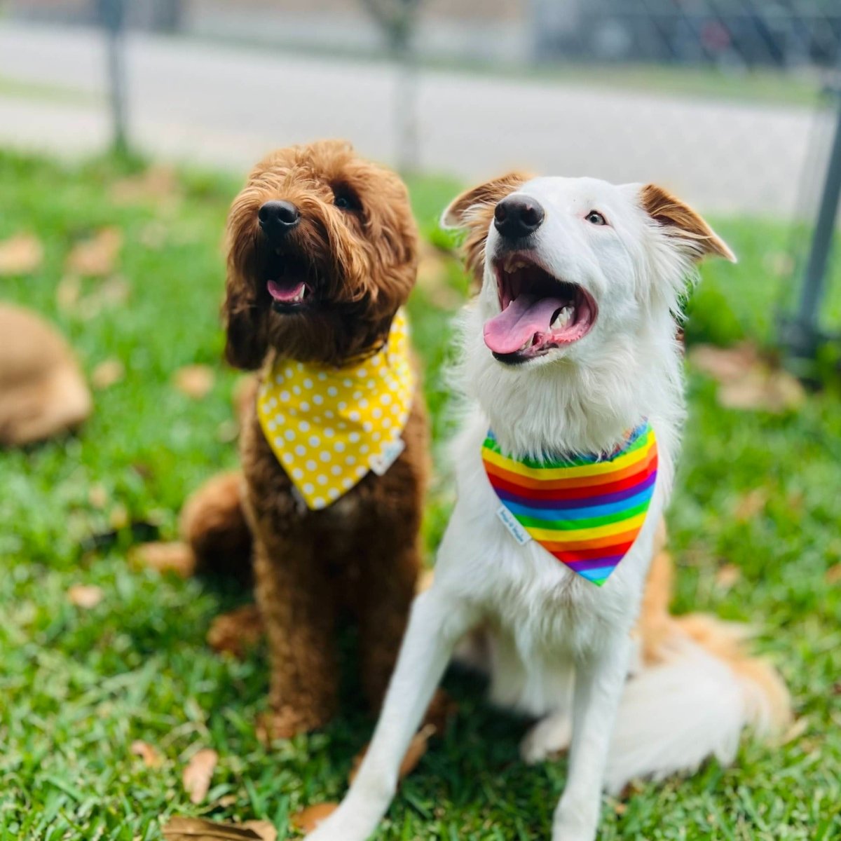 Pride Dog Bandana - Briggs 'n' Wiggles