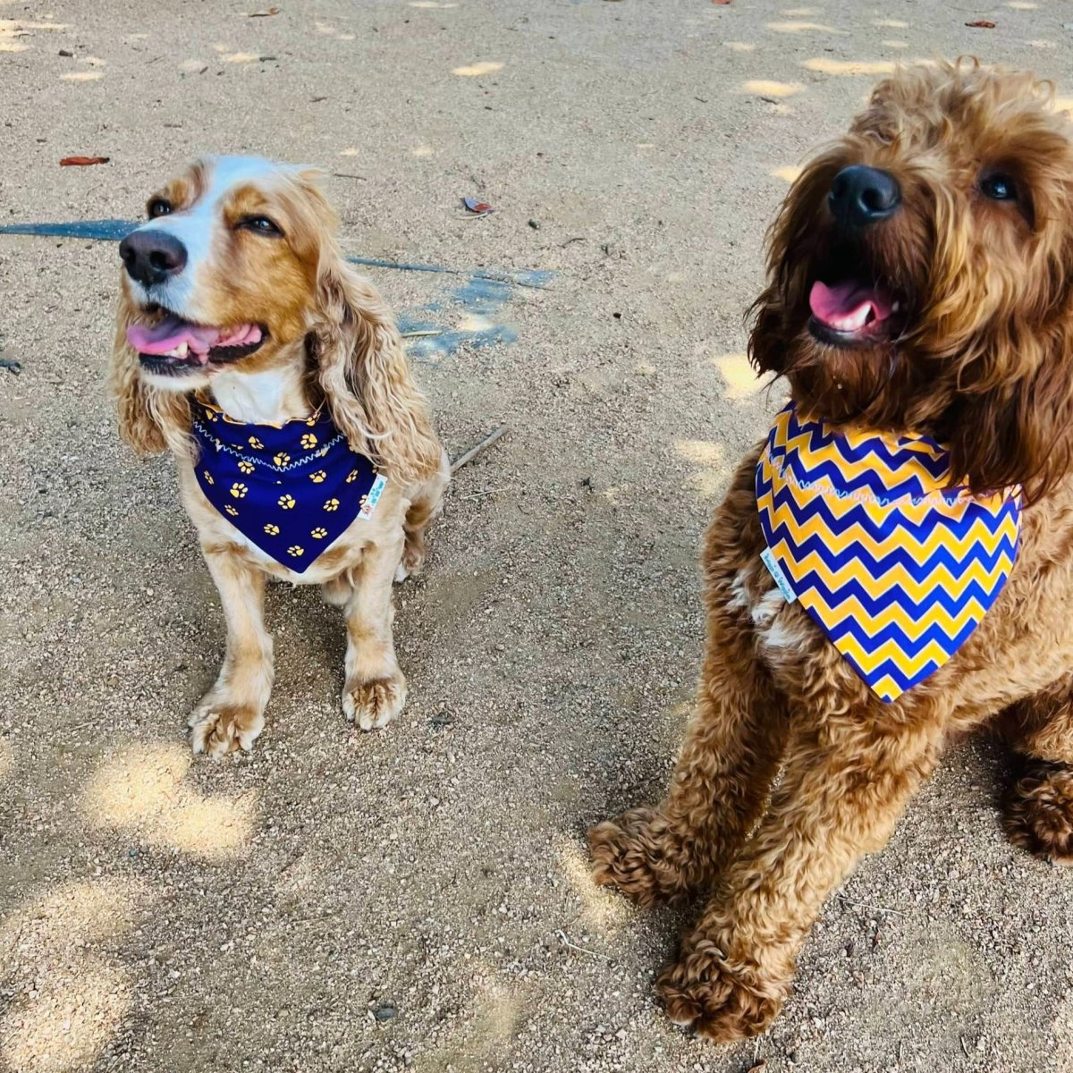 Purple and Gold Chevron Print Over the Collar Dog Bandana - shown on two dog models.