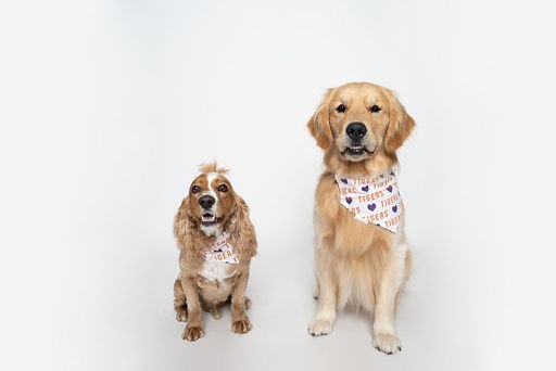 Purple and Orange Plaid Football Over the Collar Dog Bandana - Briggs 'n' Wiggles