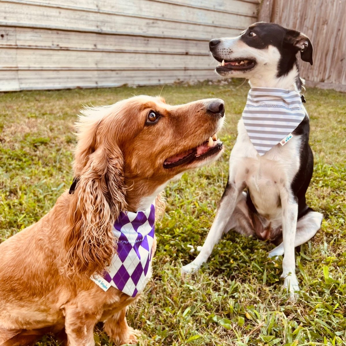 Purple and White Argyle Dog Bandana - Briggs 'n' Wiggles