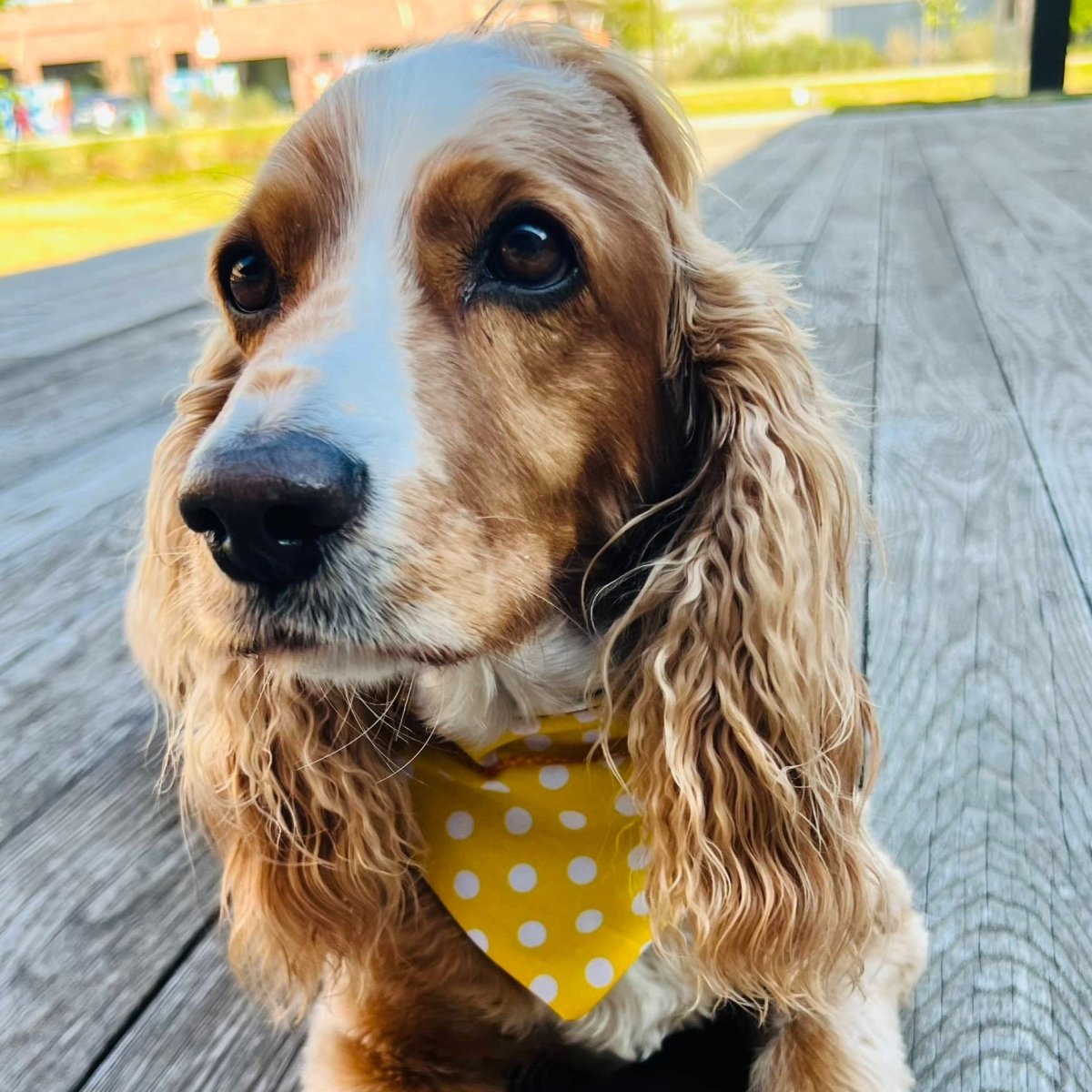 Dog wearing the reverse side of the bunny bandana - yellow and white polka dot.