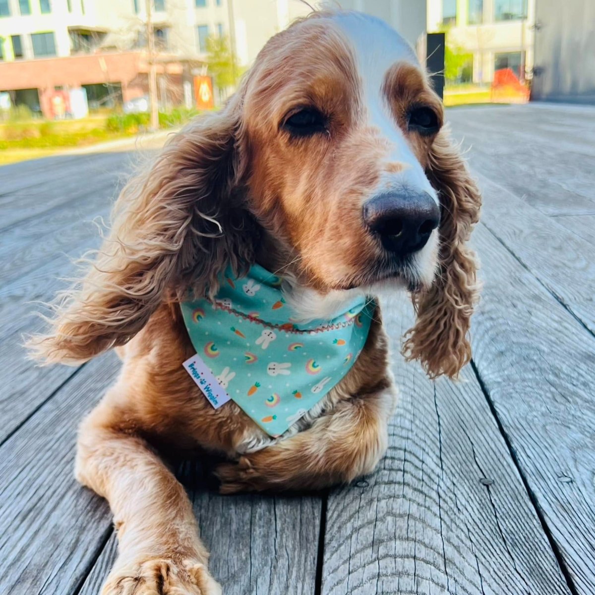 Dog wearing reversible bunny and rainbow bandana.