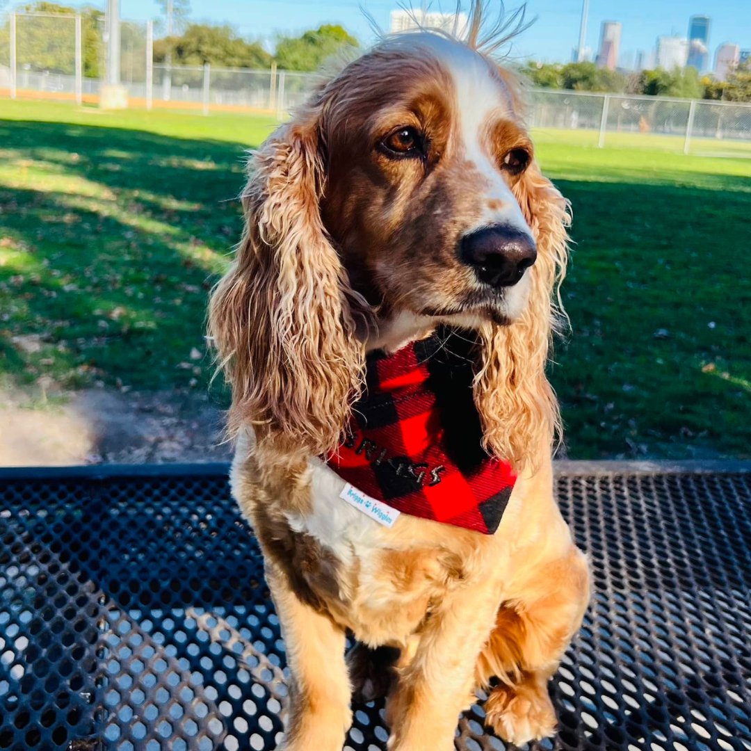 Red and Black Buffalo Plaid Flannel Dog Bandana - Briggs 'n' Wiggles