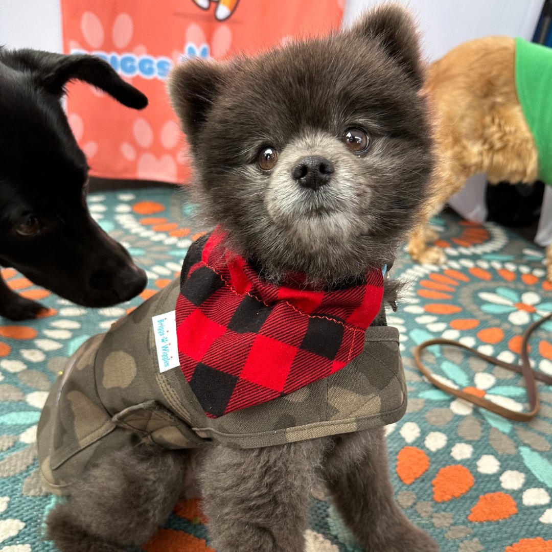 Red and Black Buffalo Plaid Flannel Dog Bandana - Briggs 'n' Wiggles