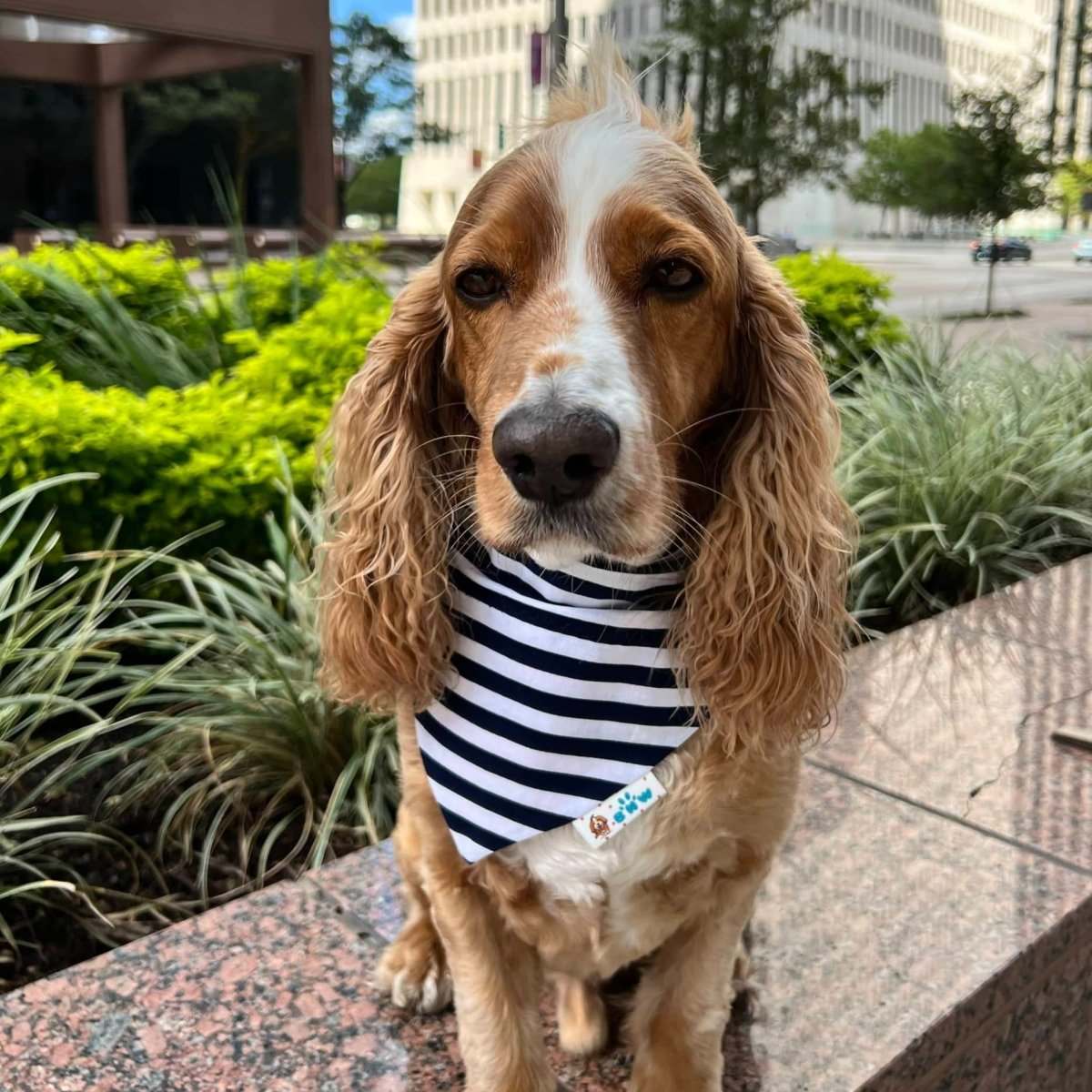 Red and Blue Football Over the Collar Dog Bandana - Briggs 'n' Wiggles