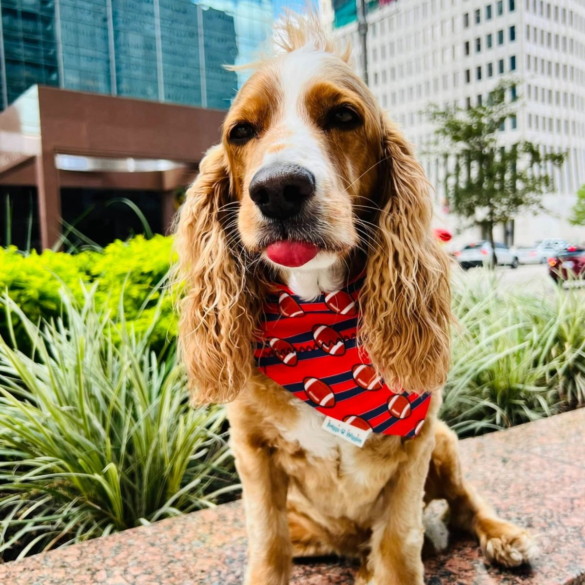 Red and Blue Football Over the Collar Dog Bandana - Briggs 'n' Wiggles
