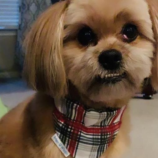 Red and Gray Plaid Flannel Dog Bandana - Briggs 'n' Wiggles