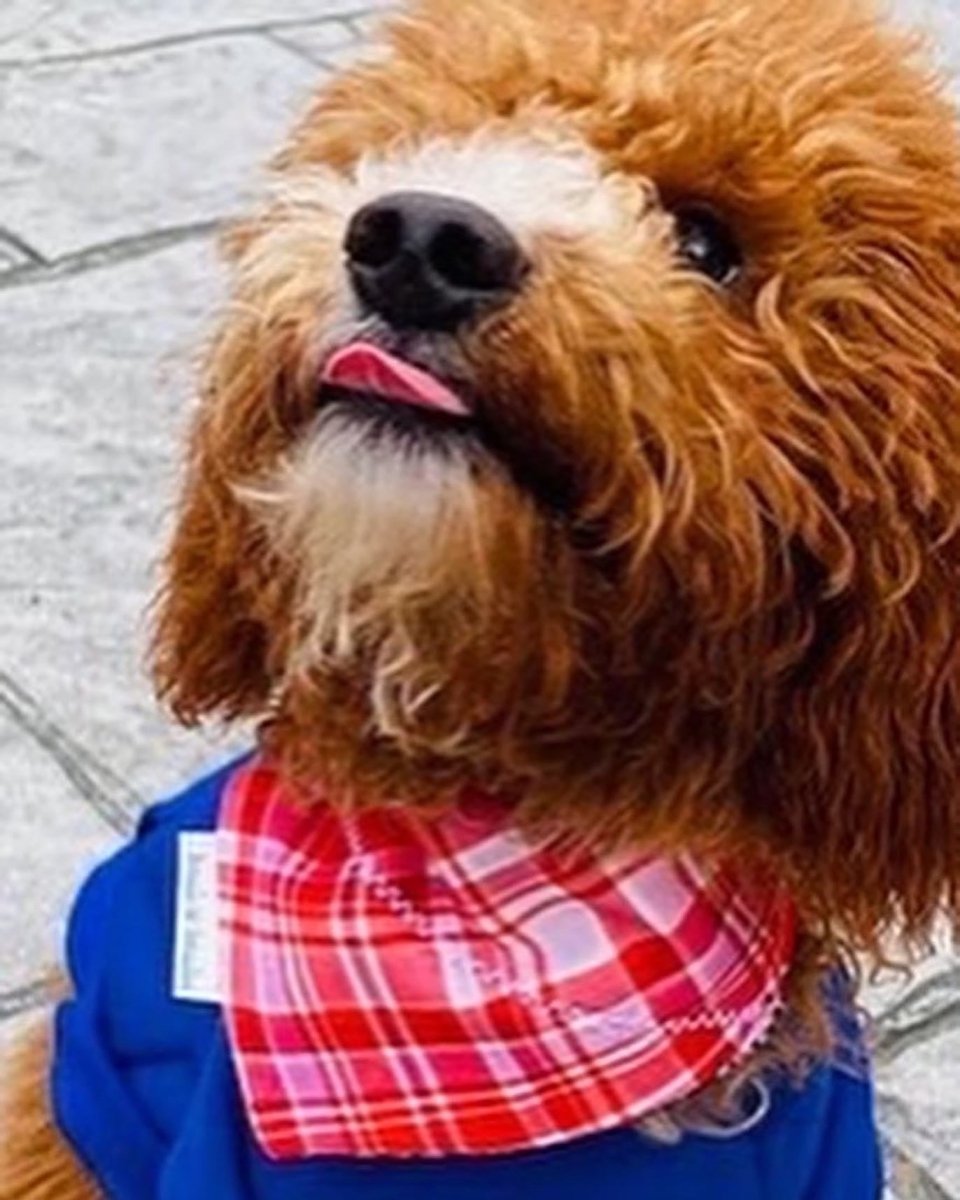 Red and Pink Spring Plaid Dog Bandana - Briggs 'n' Wiggles