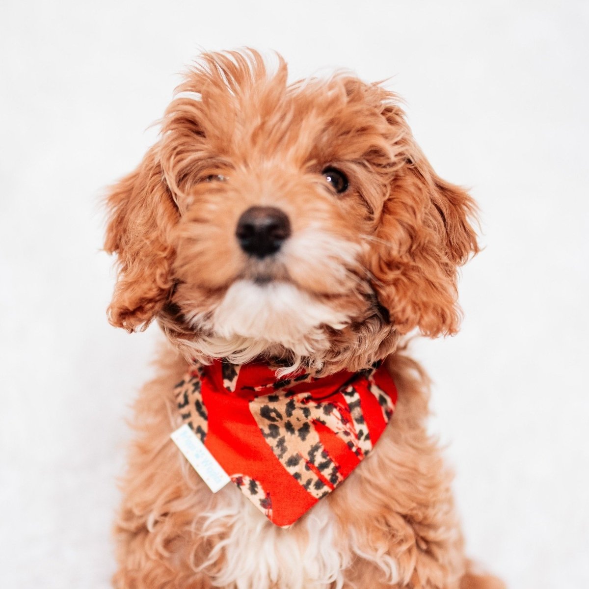 Red Sassy Leopard Heart Dog Bandana - Briggs 'n' Wiggles