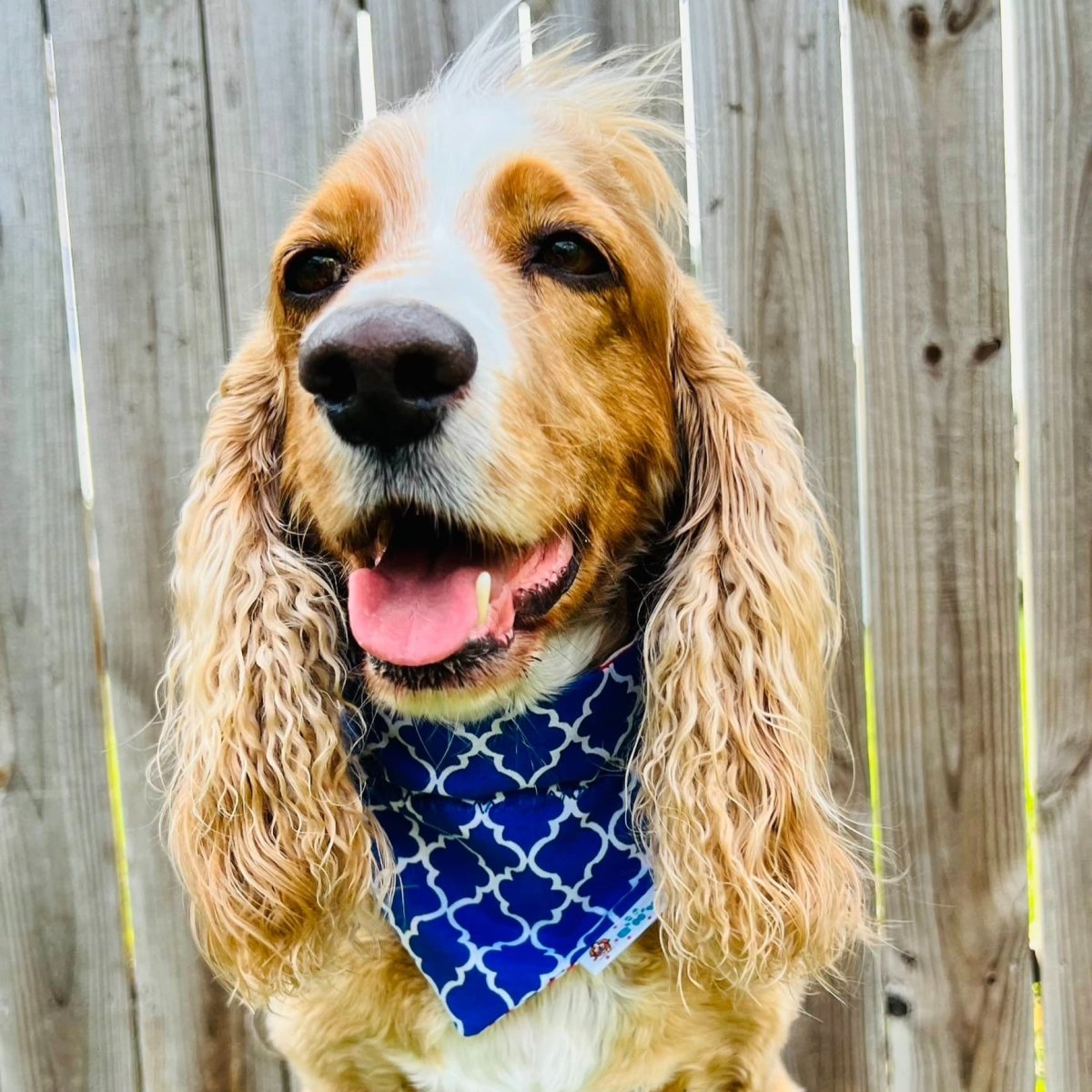 Red, White and Blue Stars and Stripes Dog Bandana - Briggs 'n' Wiggles