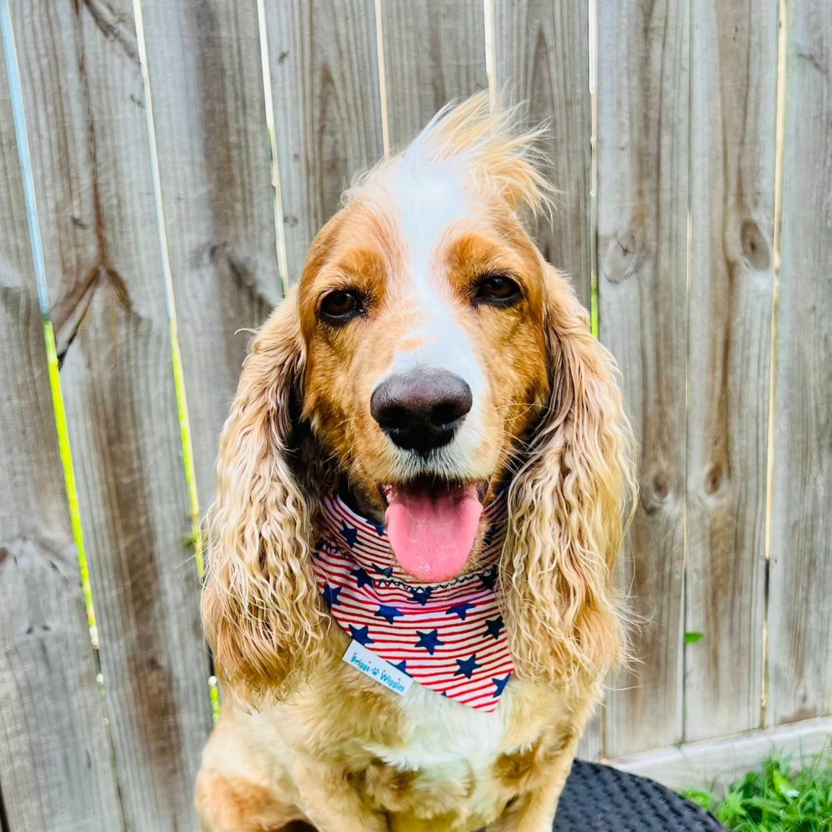 Red, White and Blue Stars and Stripes  Dog Bandana Briggs 'n' Wiggles