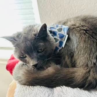 Respect and Honor Dog Bandana - Briggs 'n' Wiggles