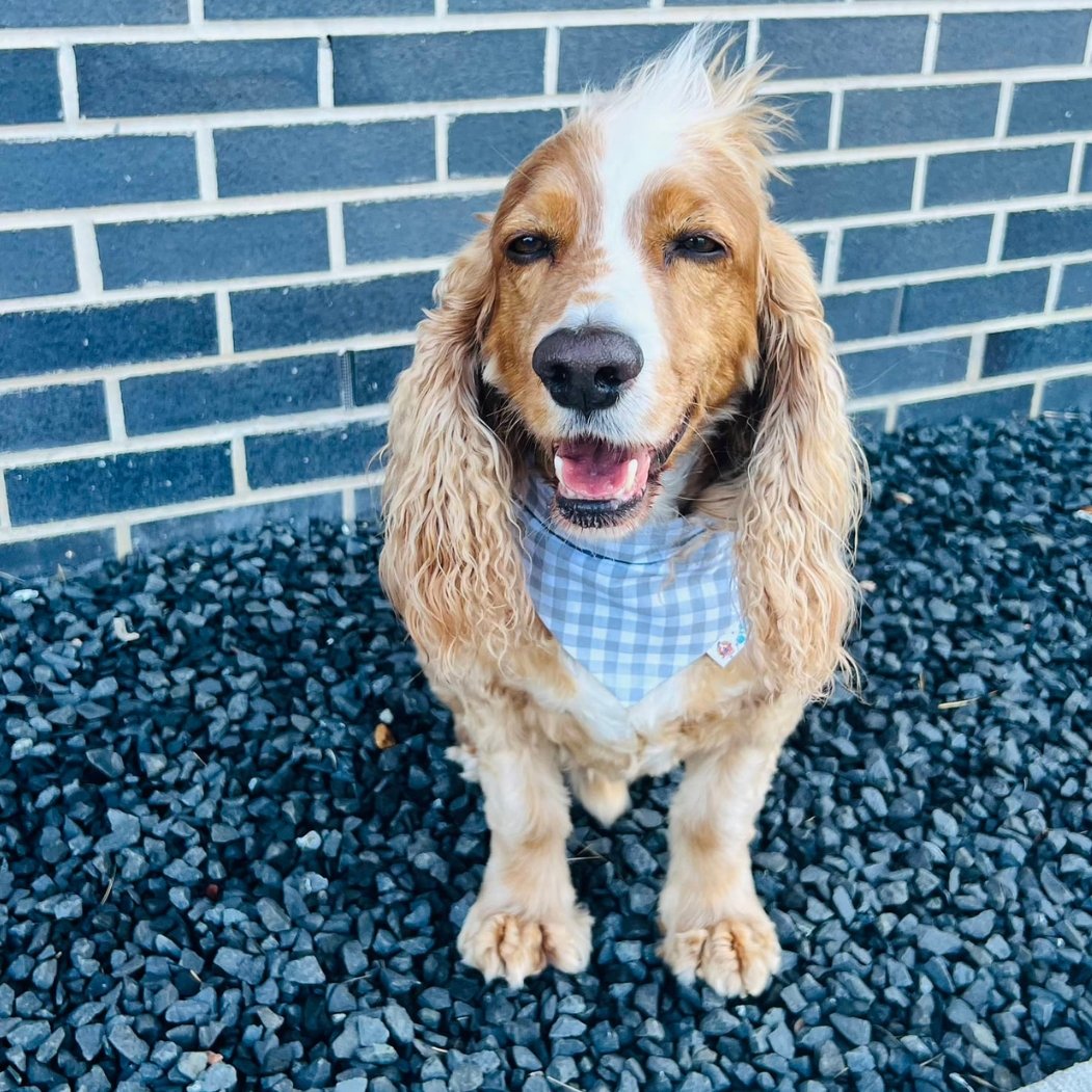Respect and Honor Dog Bandana - Briggs 'n' Wiggles