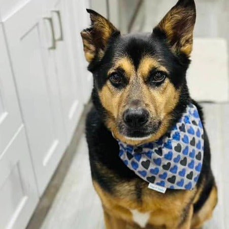 Respect and Honor Dog Bandana - Briggs 'n' Wiggles