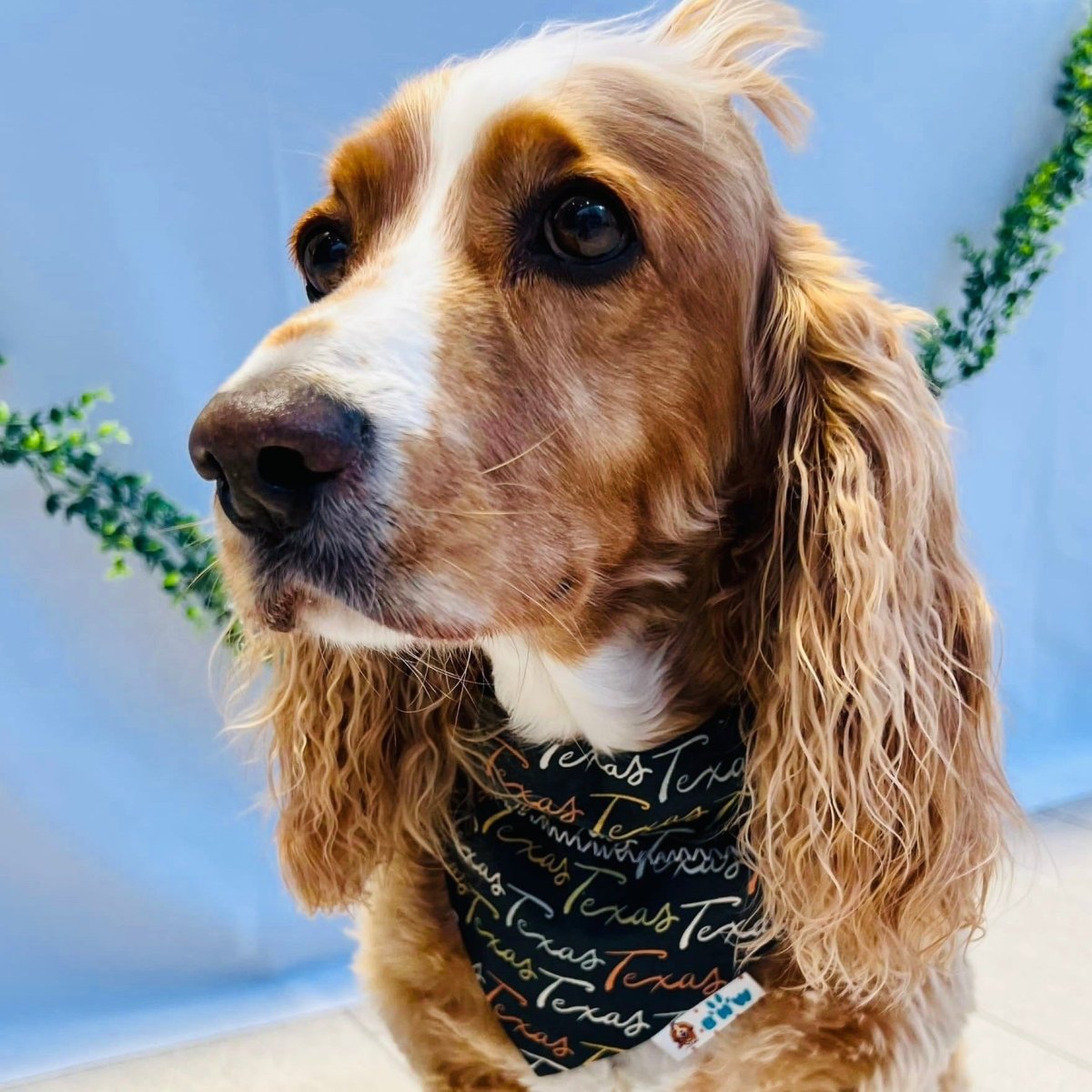 Rodeo Boots and Hats Dog Bandana - Briggs 'n' Wiggles