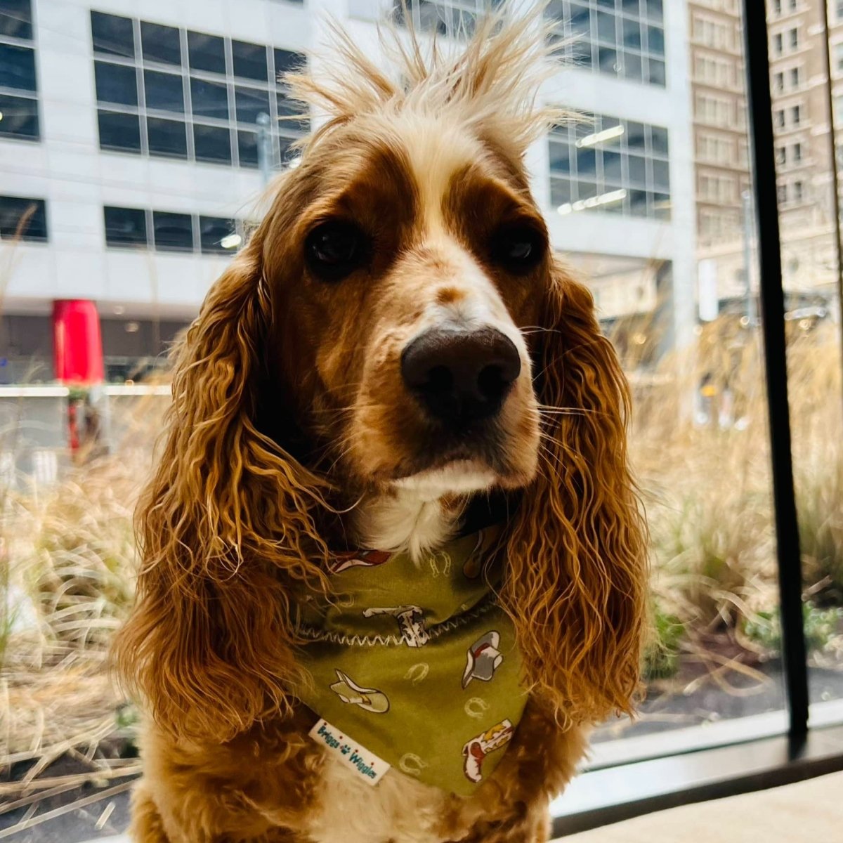 Rodeo Boots and Hats Dog Bandana - Briggs 'n' Wiggles