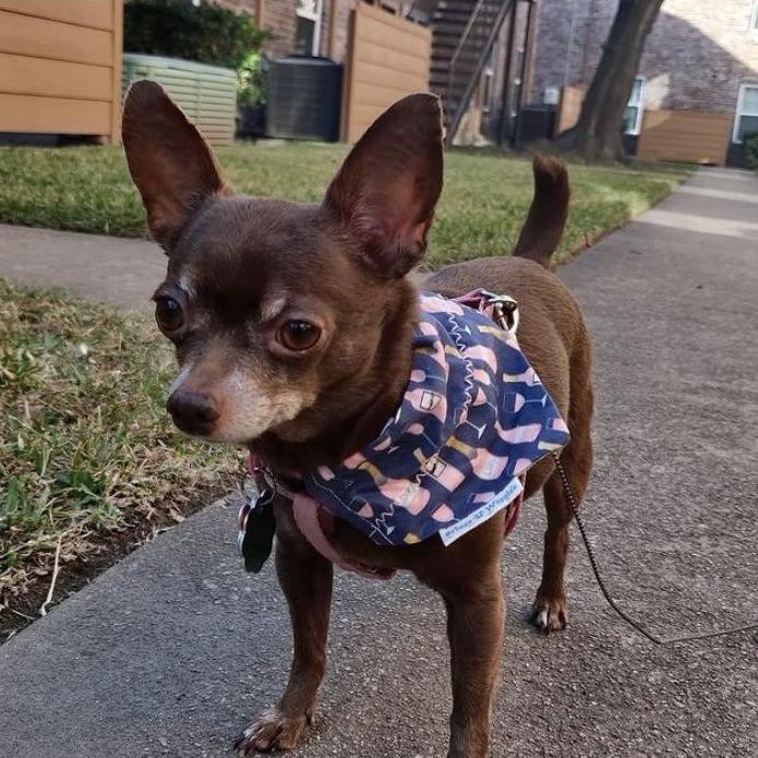 Rose All Day Dog Bandana - Briggs 'n' Wiggles - Briggs 'n' Wiggles