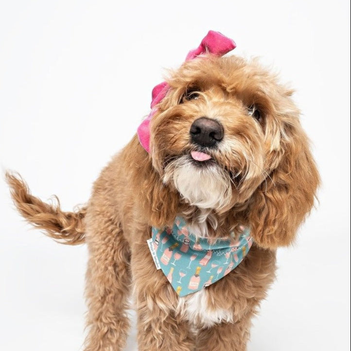 Golden Doodle wearing the teal Rose All Day reversible dog bandana, showcasing its stylish design.