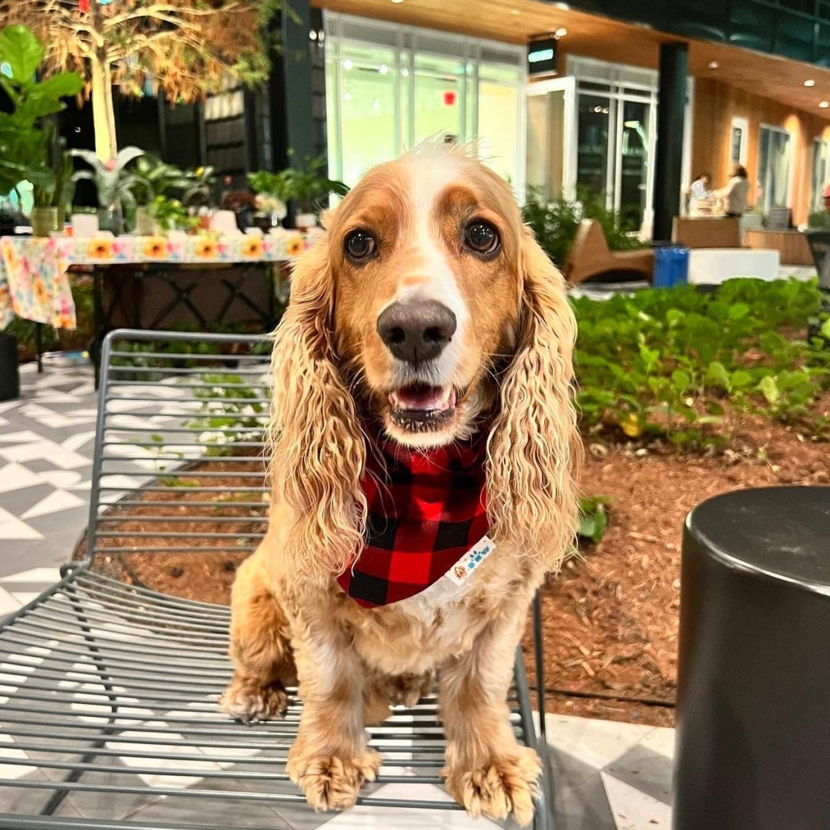 Santa Claus the Golfer Dog Bandana - Briggs 'n' Wiggles