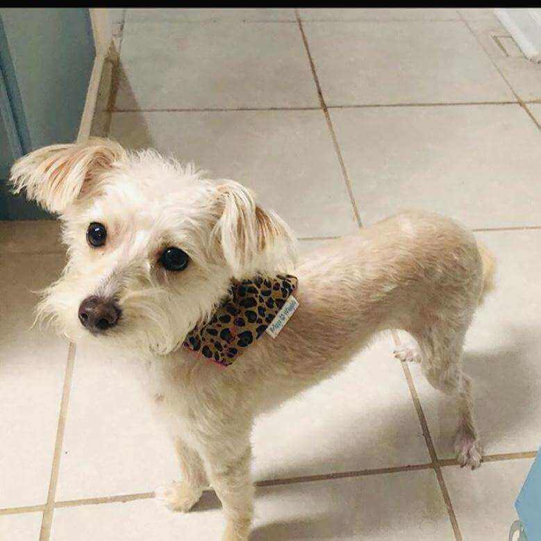 Sassy Leopard Dog Bandana - Briggs 'n' Wiggles