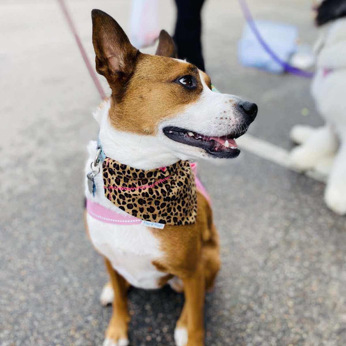 Sassy Leopard Dog Bandana - Briggs 'n' Wiggles