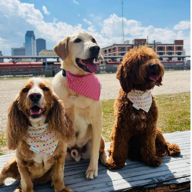 Three happy pups showing off the Snowball Fun Dog Bandana! The colorful snowball pattern adds a playful summer touch, making it a stylish must-have for any outing.