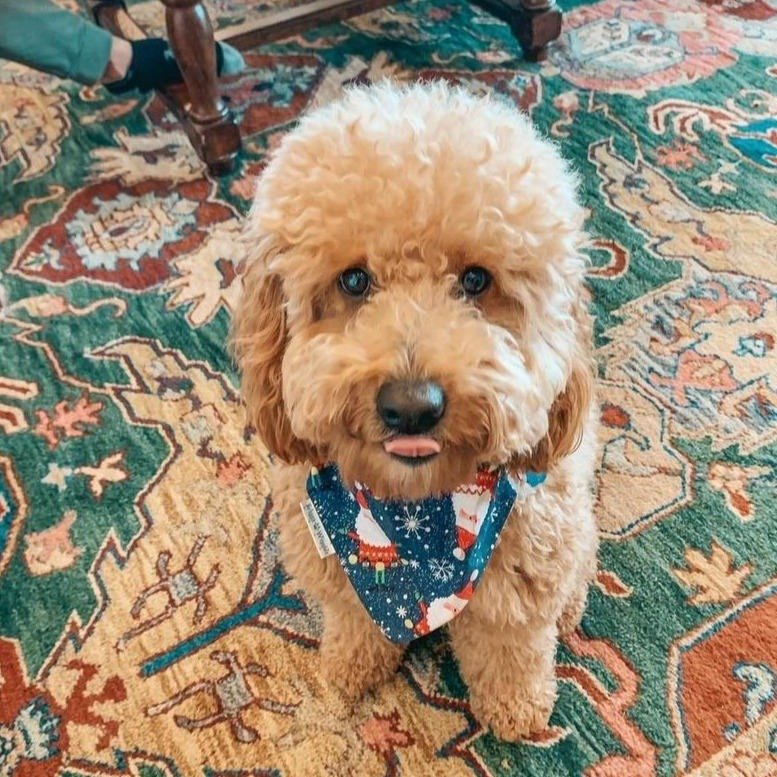 Sparkly Santa on Navy with red and white Gingham Dog Bandana - Briggs 'n' Wiggles