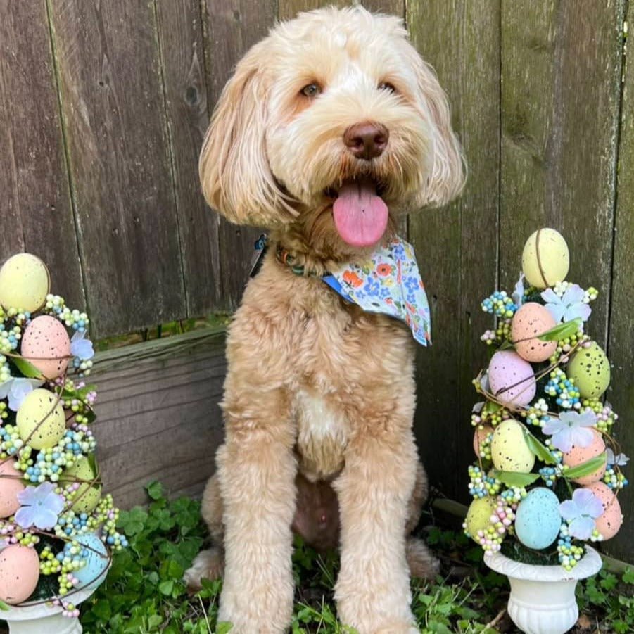 Spring and Easter Dog Bandana - Briggs 'n' Wiggles