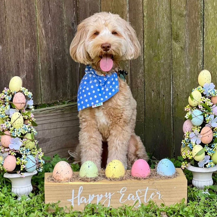 Spring and Easter Dog Bandana - Briggs 'n' Wiggles