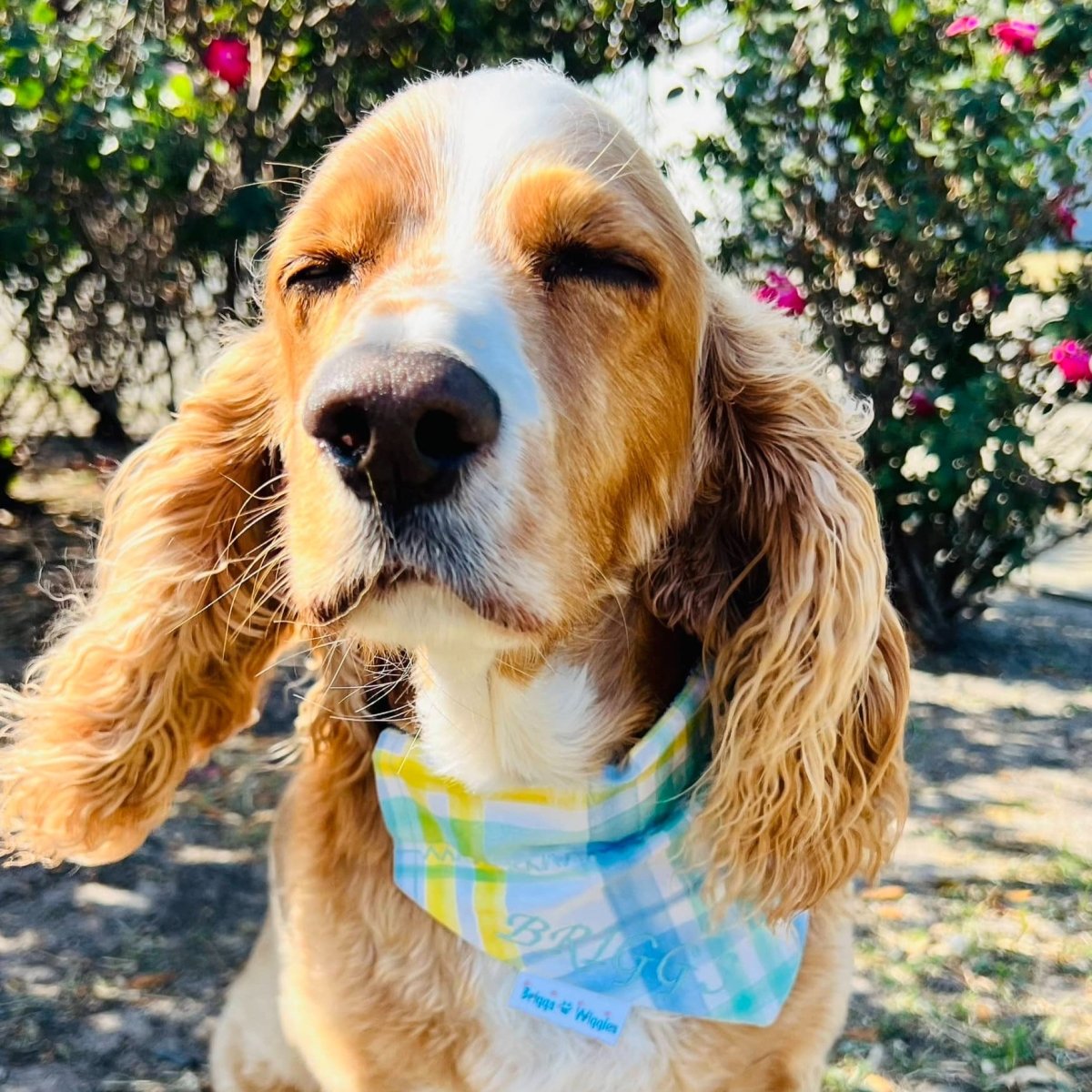 Dog wearing the yellow and blue plaid dog bandana with his name monogrammed on the front.