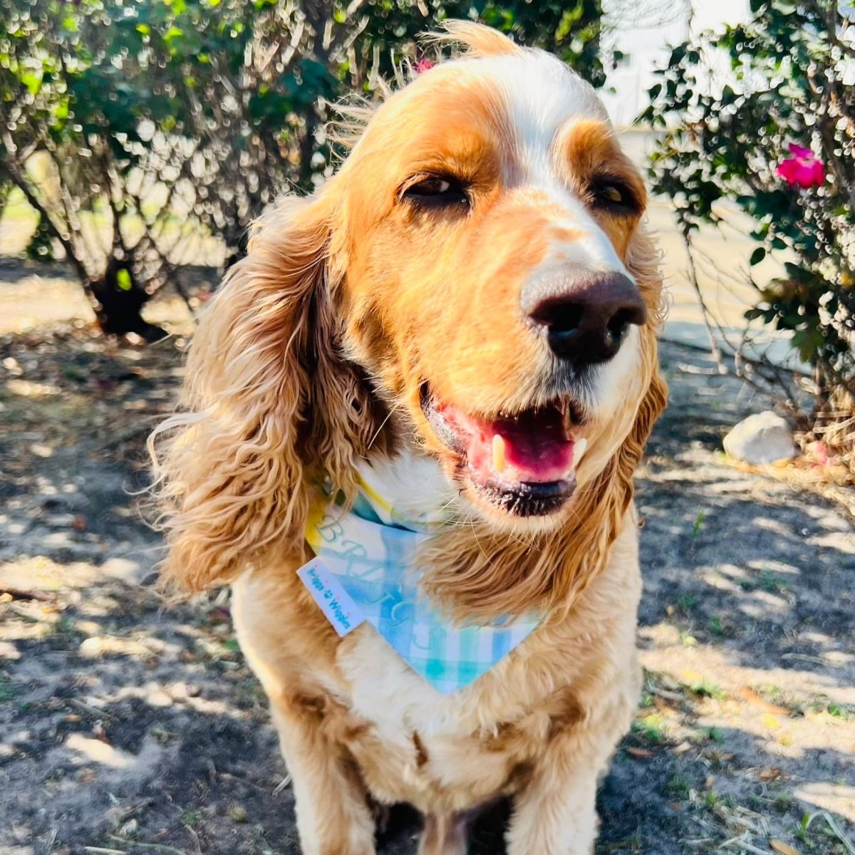 Spring Blue Plaid and Paisley Dog Bandana - Briggs 'n' Wiggles