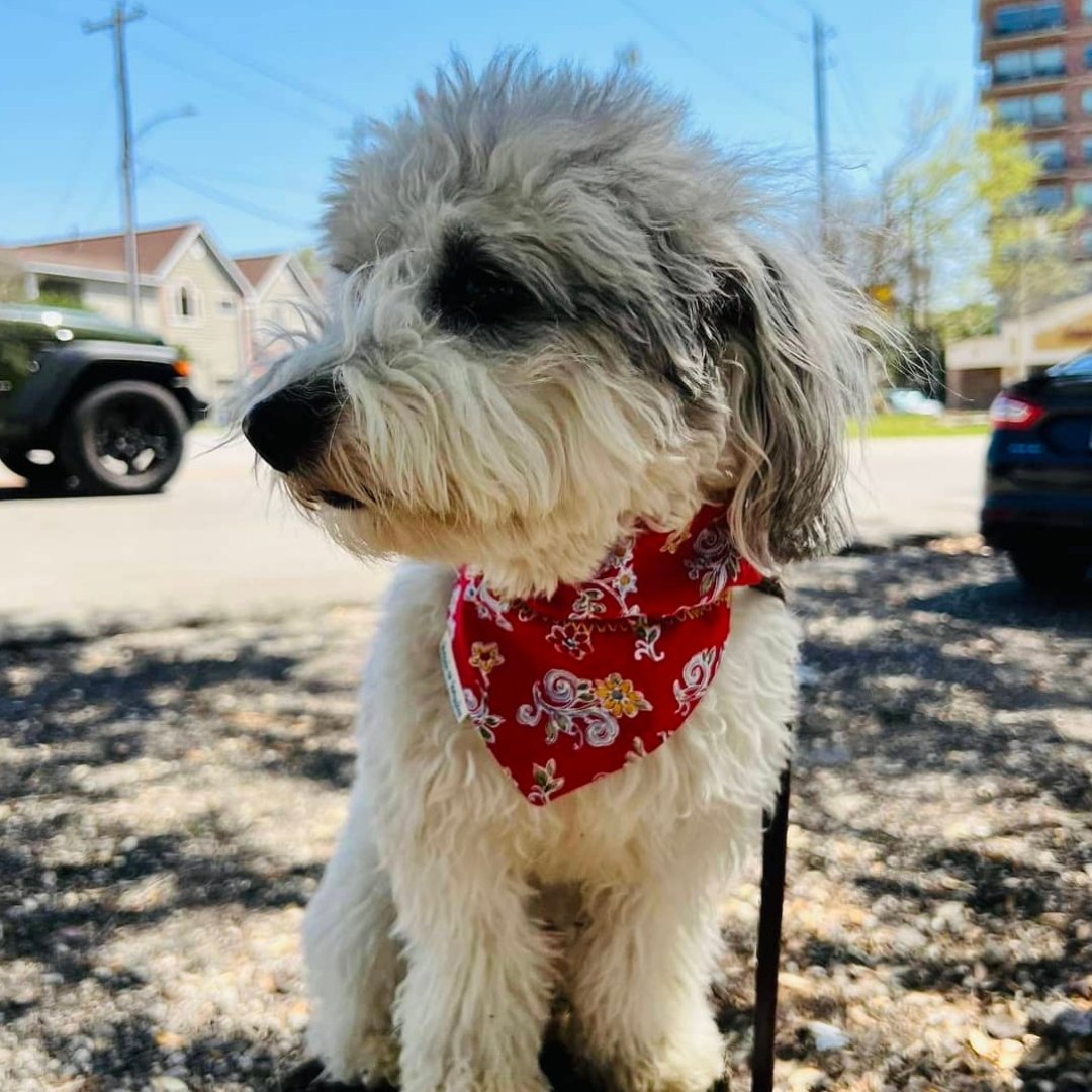 Spring Flowers and Cherries Dog Bandana - Briggs 'n' Wiggles