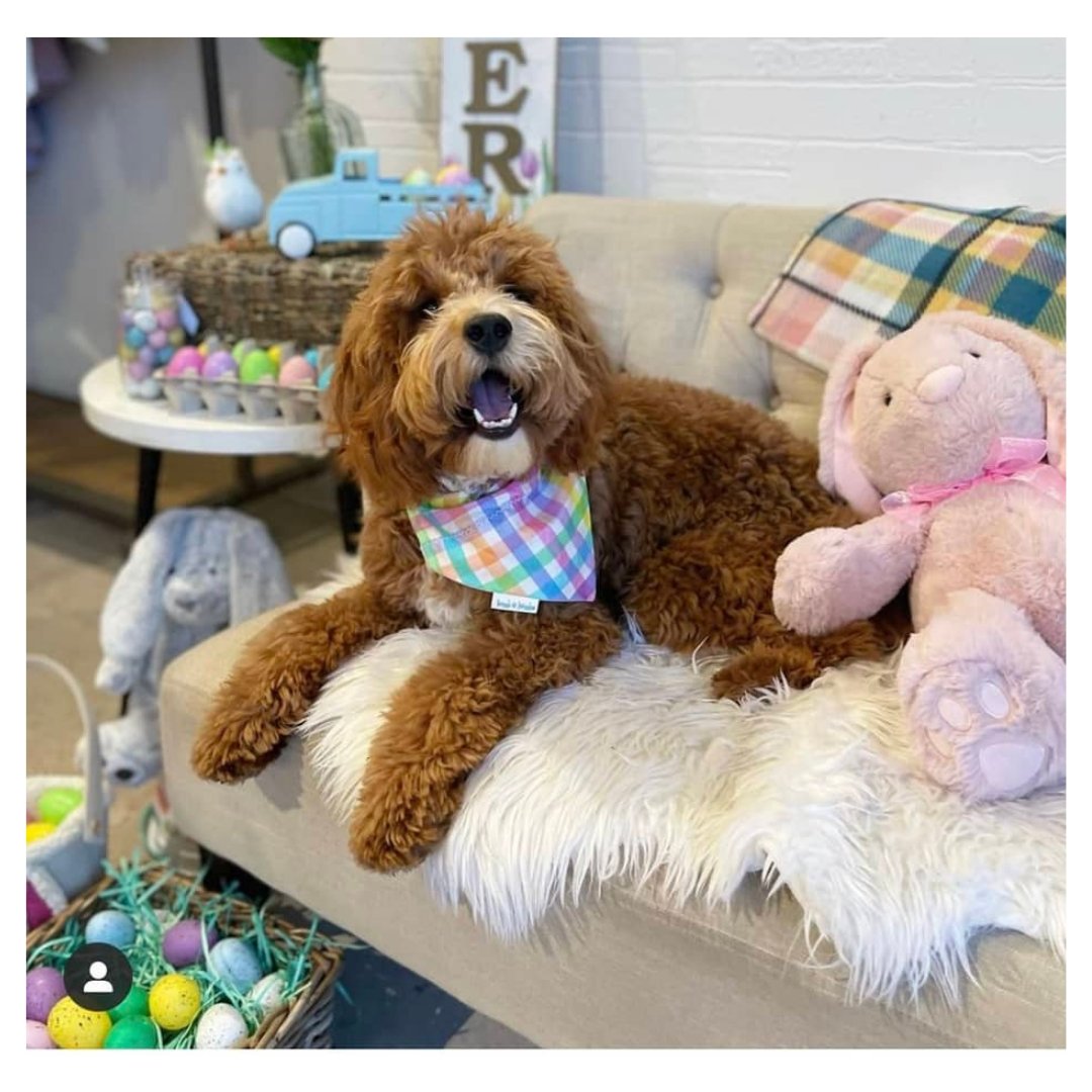 Dog wearing a handmade pastel plaid reversible bandana, stylish and comfortable for spring and Easter.