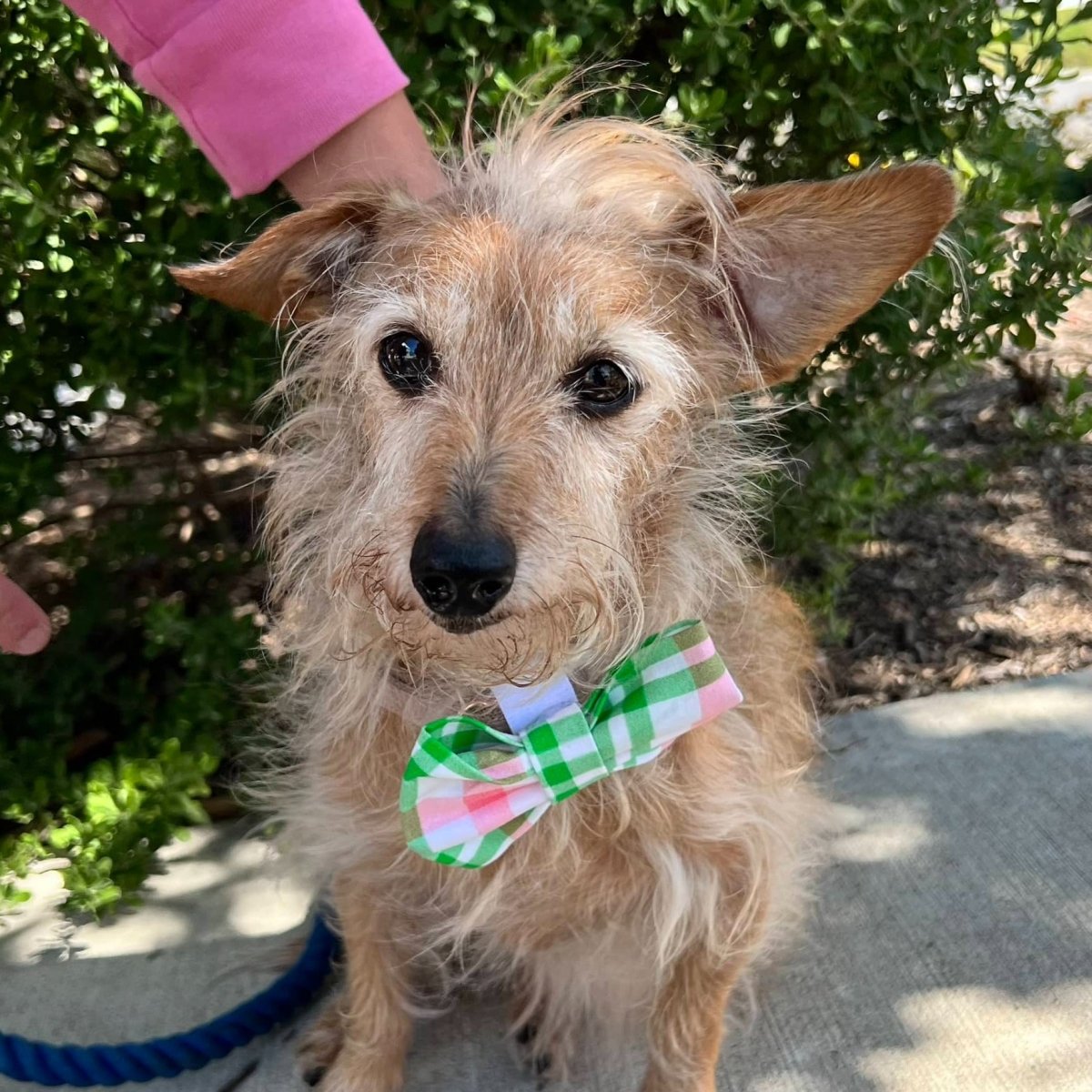 Spring Pink and Green Plaid Bow or Bow Tie - Briggs 'n' Wiggles